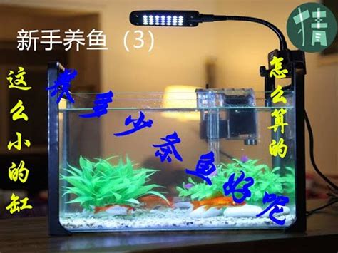 魚缸養幾隻魚比較好|養魚新手入門：12個教學讓你養魚一次上手（新手必讀）